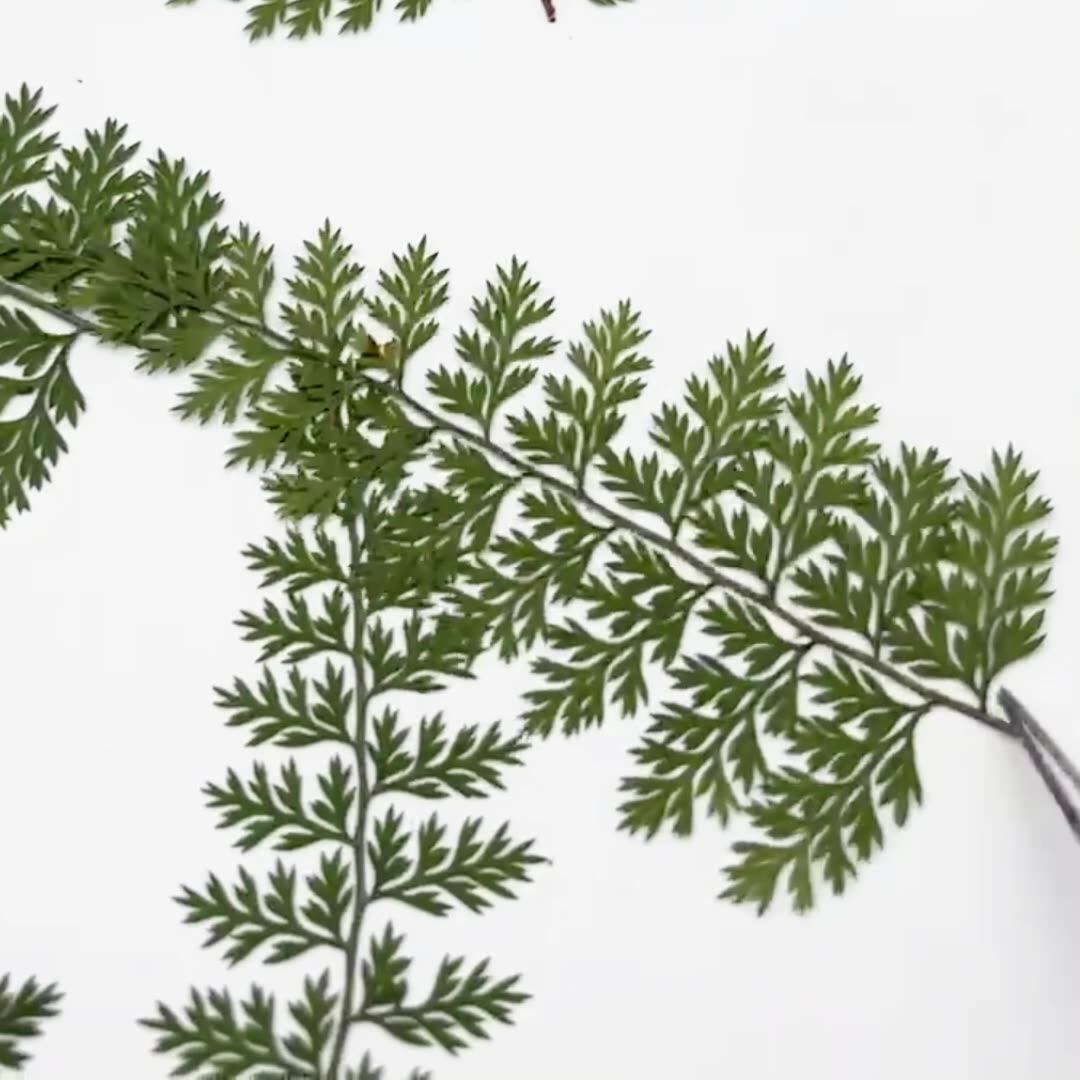 100Pcs Natural Rain Fern Leaf  - огляд і ціна Resin Art Baby