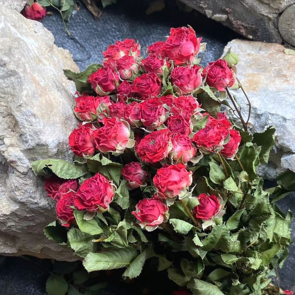 Natural Preserved Dried Rose F - огляд і ціна Resin Art Rose