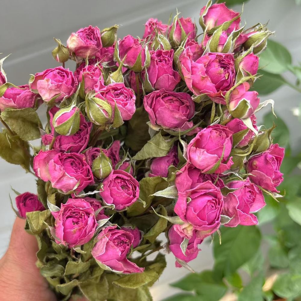 Natural Preserved Dried Rose F - огляд і ціна Resin Art Rose