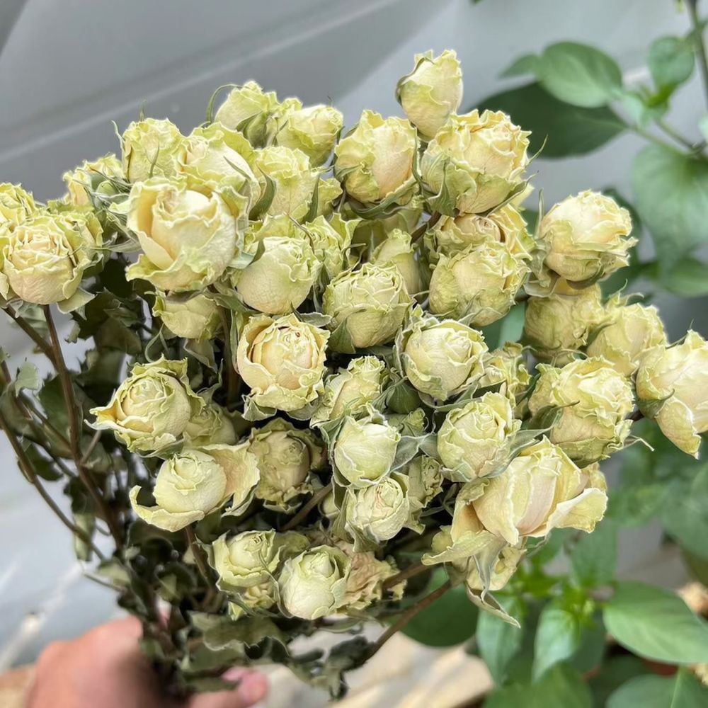 Natural Preserved Dried Rose F - огляд і ціна Resin Art Rose